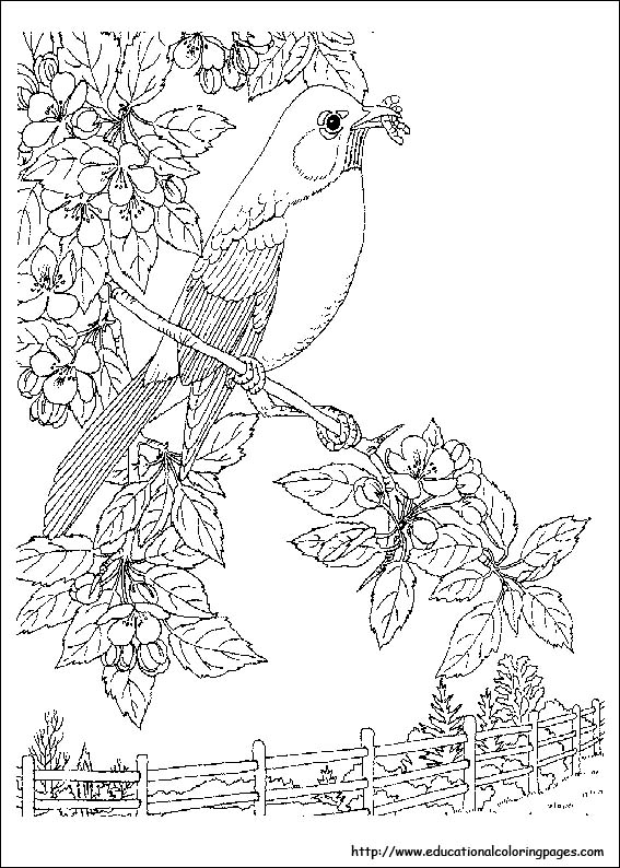 Nature Coloring Pages 567x794 Nature Coloring Pages