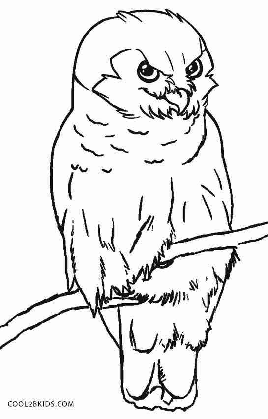 545x850 Free Printable Owl Coloring Pages For Kids Cool2bkids