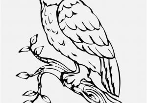 300x210 Free Owl Coloring Pages Picture Owls Coloring Pages Cute Owl 2903