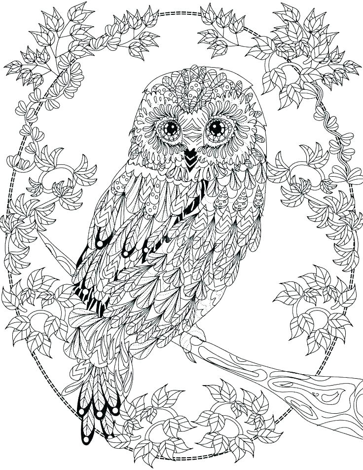 Owl Colouring Pages 736x952 Owl Colouring Pages