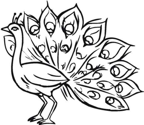 600x518 Peacock Coloring Page Best Of Free Coloring Pages Of Peacock