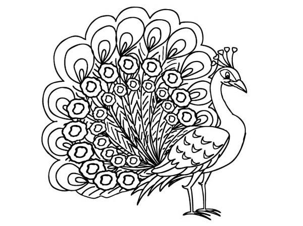 600x448 Coloring Pages Of Peacocks Beautiful Peacock Coloring Page 50