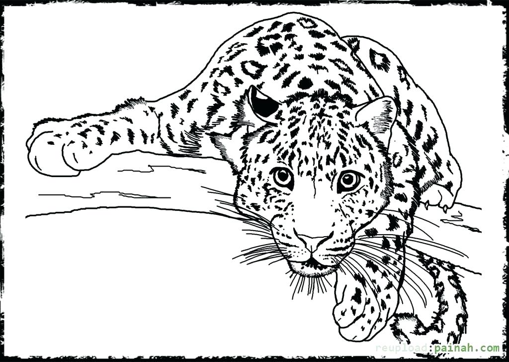 All Coloring Pages Of Animals Coloring Pages Of Animals Animal 1024x728 All Coloring Pages Of Animals Coloring Pages Of Animals Animal