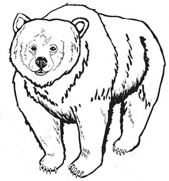 576x615 Free Printable Bear Coloring Pages For Kids Free Printable And Bears