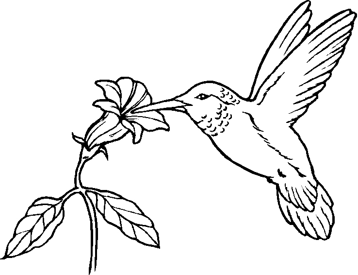 738x566 Birds Coloring Pages Best Of Cute Bird Coloring Pages Free