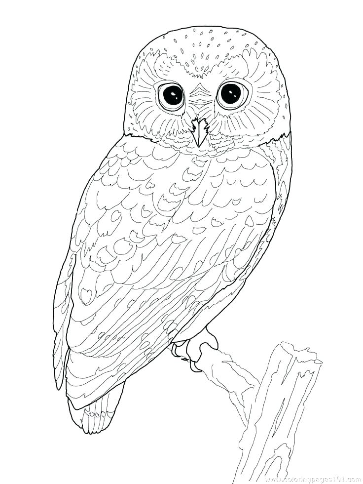 736x980 Free Bird Coloring Pages Bird Coloring Pages To Print Free