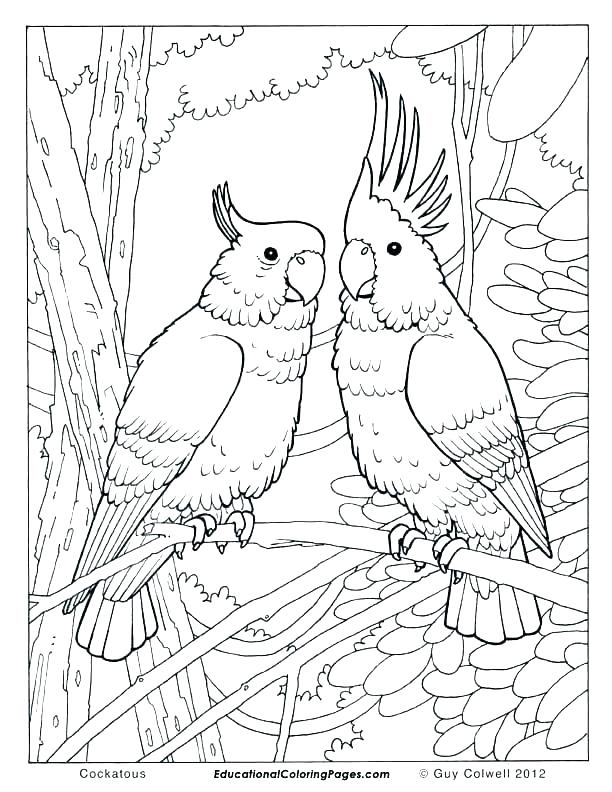 612x792 Free Printable Animal Coloring Pages Free Coloring Pages Birds