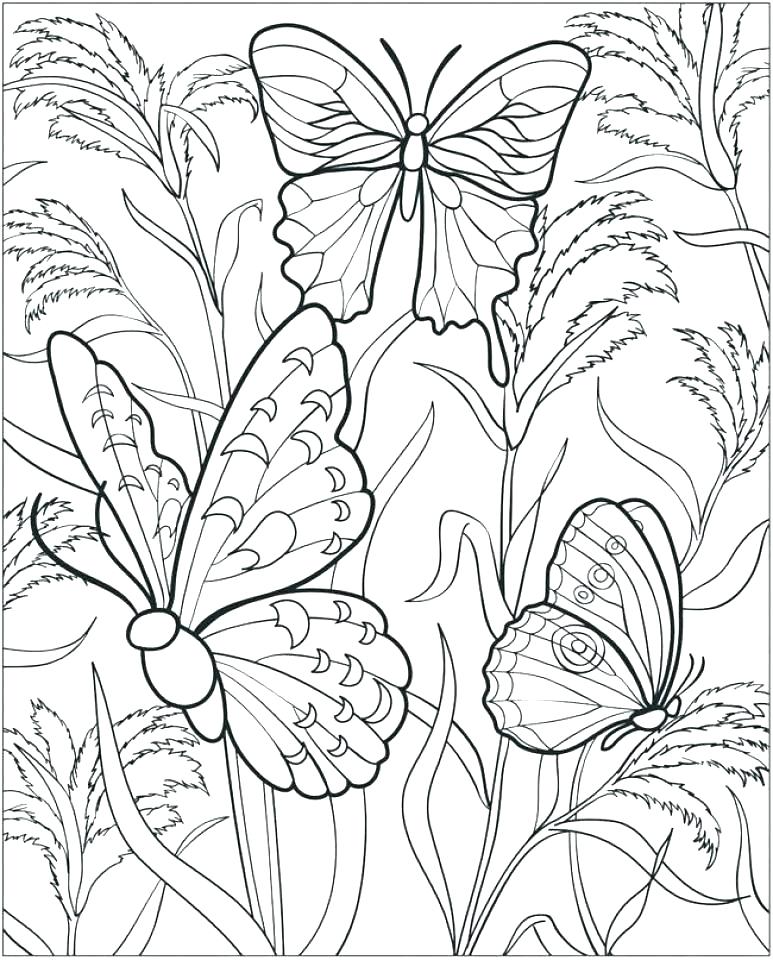 773x960 Butterfly Coloring Pages Printable Butterfly Coloring Sheet