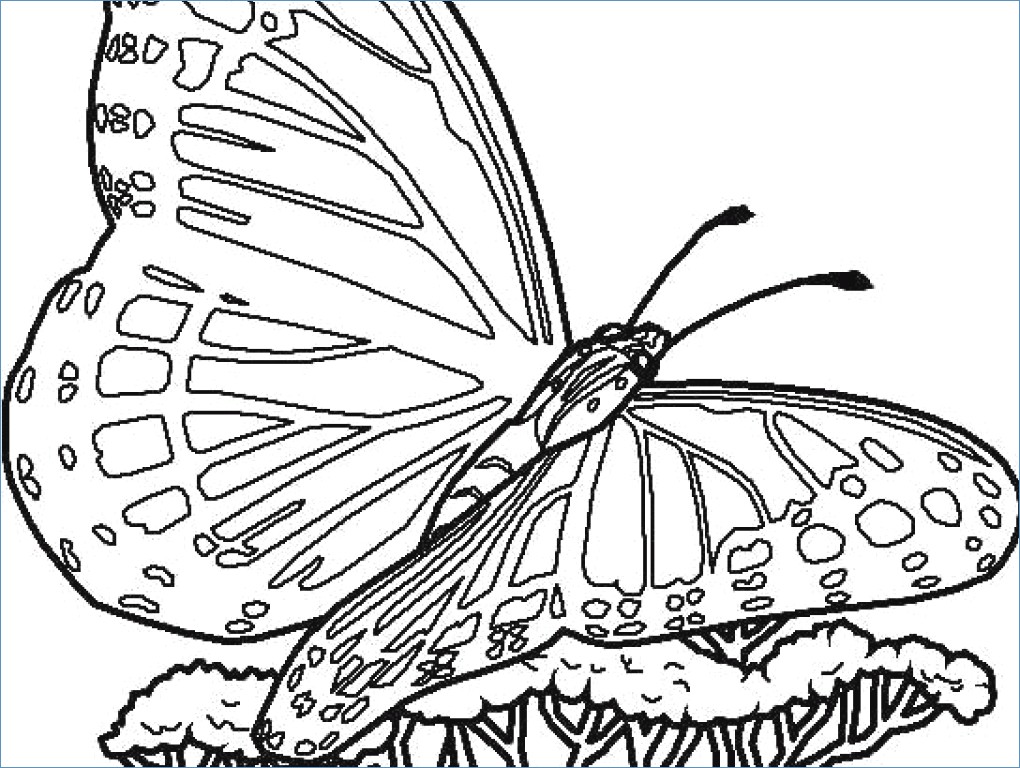 1020x768 Butterfly And Flower Coloring Pages For Kids