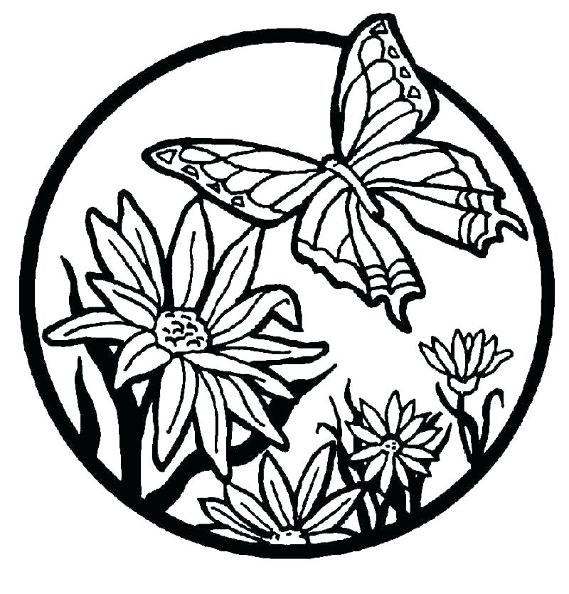800x835 Butterfly Coloring Pages For Adults Printable Butterfly Coloring