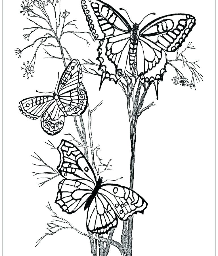Butterfly Coloring Pages For Adults Printable Butterflies Coloring 768x900 Butterfly Coloring Pages For Adults Printable Butterflies Coloring