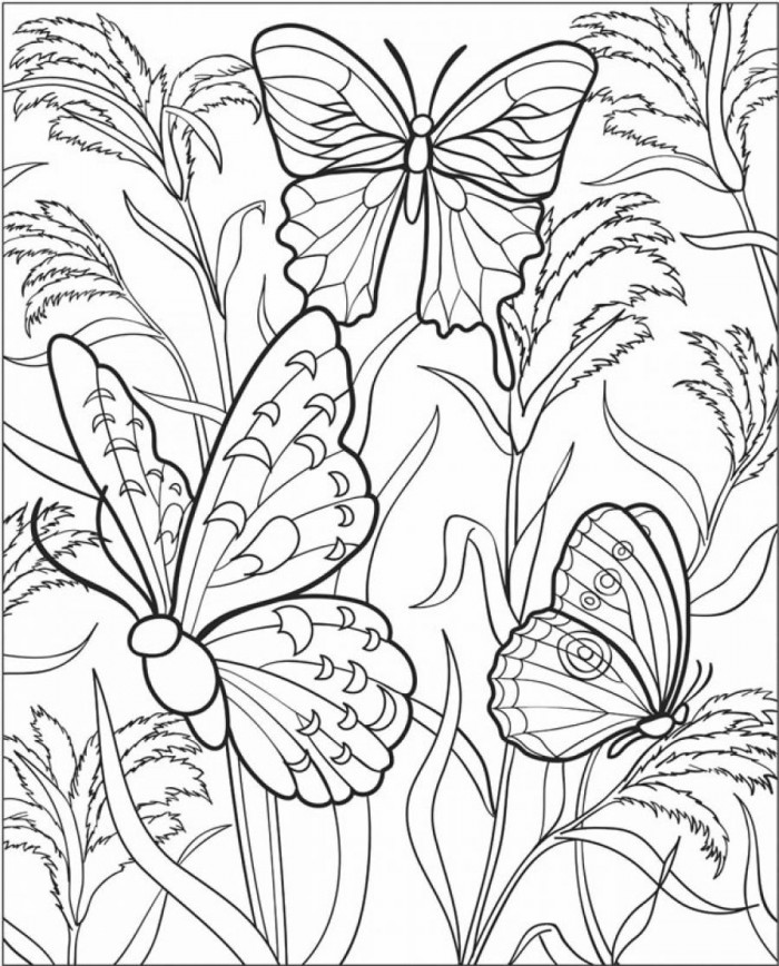 Free Printable Butterfly Coloring Pages Adults Difficult Butterfly 700x868 Free Printable Butterfly Coloring Pages Adults Difficult Butterfly