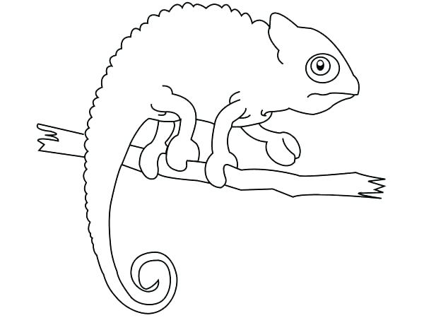 600x450 Chameleon Coloring Pages Chameleon Printable Chameleon Picture