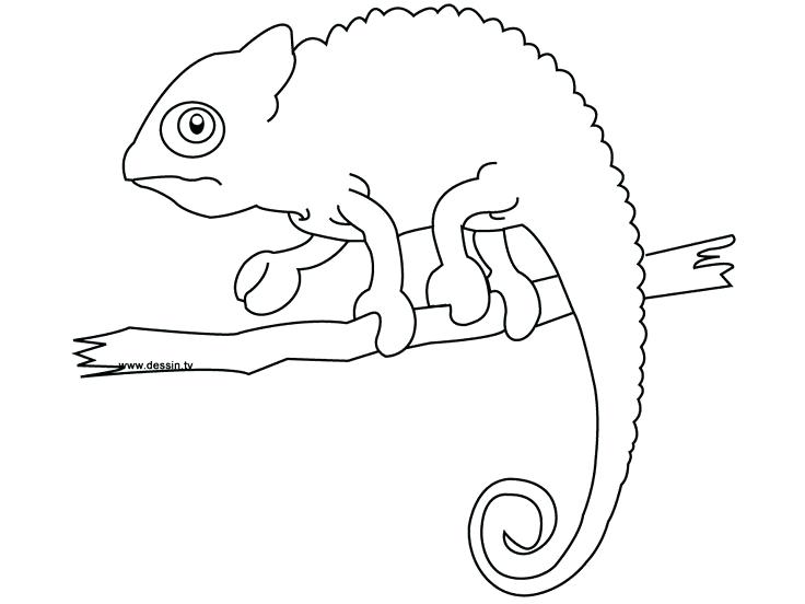 736x552 Chameleon Coloring Page Chameleon Coloring Page Best Chameleons