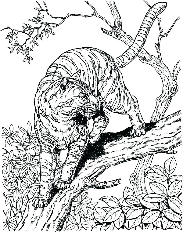 600x760 Hard Printable Coloring Pages For Vanda