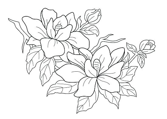 550x392 Flower Printable Coloring Pages Fancy Flower Coloring Pages