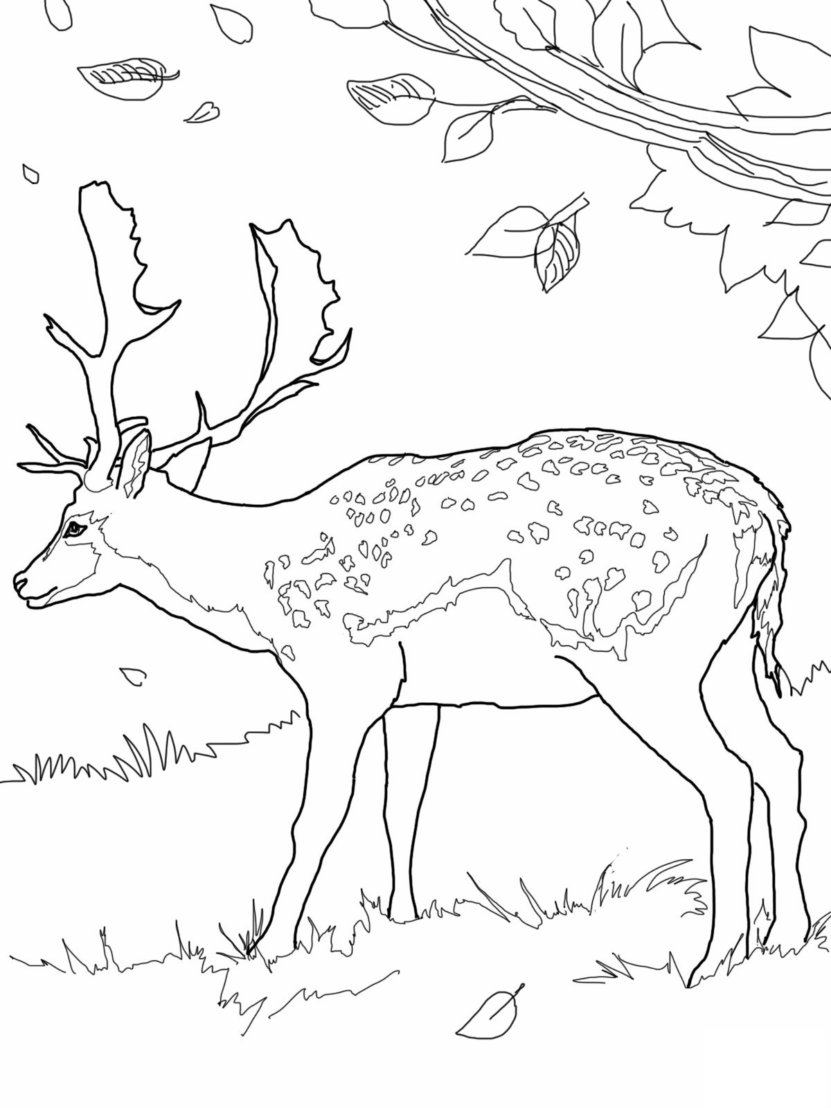 1200x1600 Free Printable Deer Coloring Pages For Kids Ciervo, Ocio Y Animales