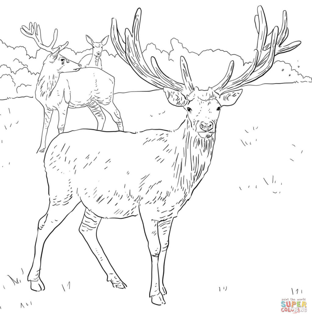 1024x1045 Western European Red Deer Coloring Page Free Printable Coloring