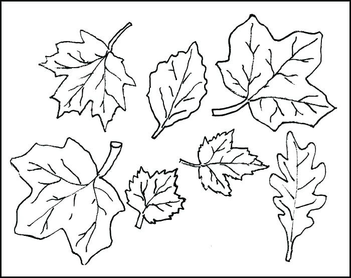 Free Printable Leaf Colouring Pages 700x555 Free Printable Leaf Colouring Pages