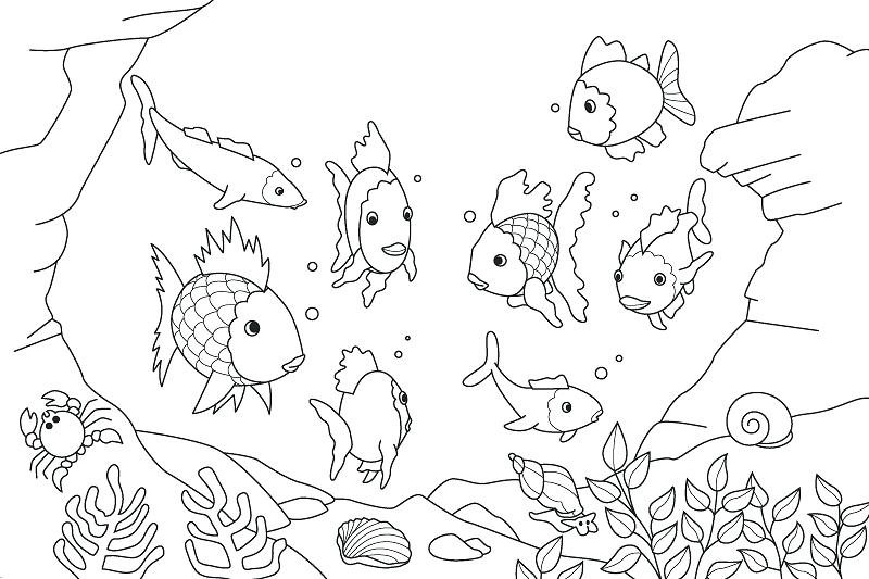 Fish Coloring Also Free Printable Fish Coloring Pages Printable 800x533 Fish Coloring Also Free Printable Fish Coloring Pages Printable