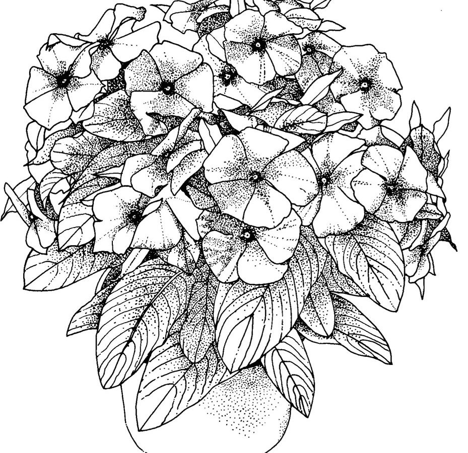 929x900 Free Printable Flower Coloring Pages Adult Page Hard Extreme
