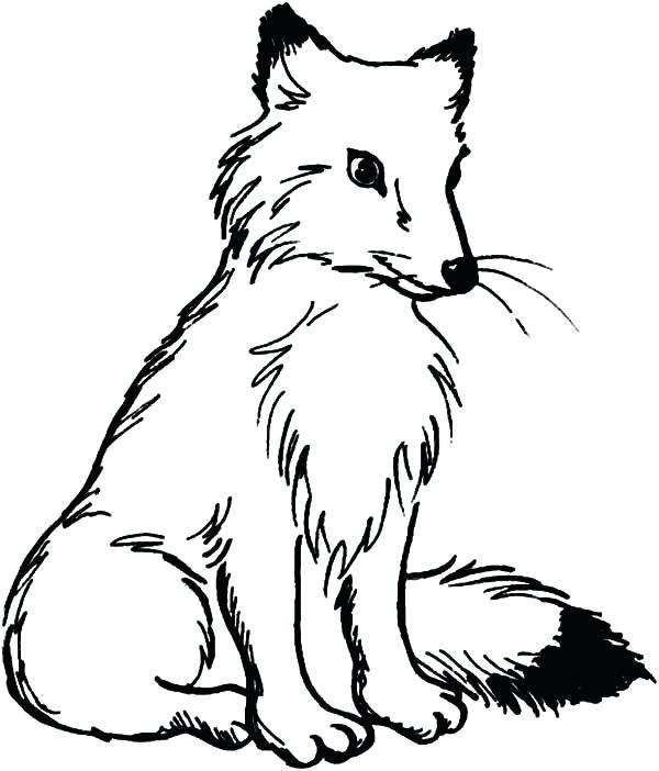 Fox Coloring Pages Best Place To Color Fox Coloring Pages Fox 600x702 Fox Coloring Pages Best Place To Color Fox Coloring Pages Fox