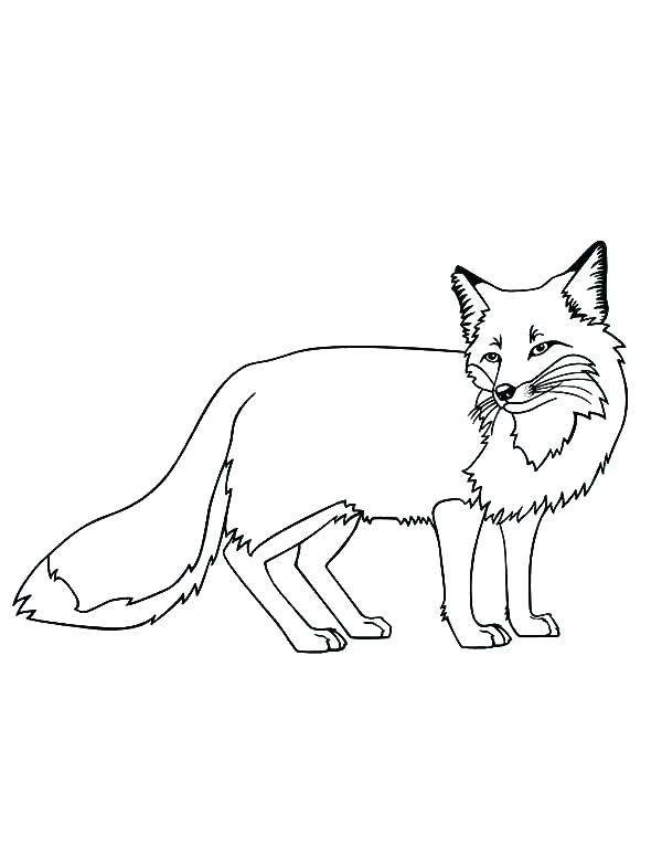 Fox Coloring Pages The Fox And The Hound Coloring Pages Red Fox 600x776 Fox Coloring Pages The Fox And The Hound Coloring Pages Red Fox