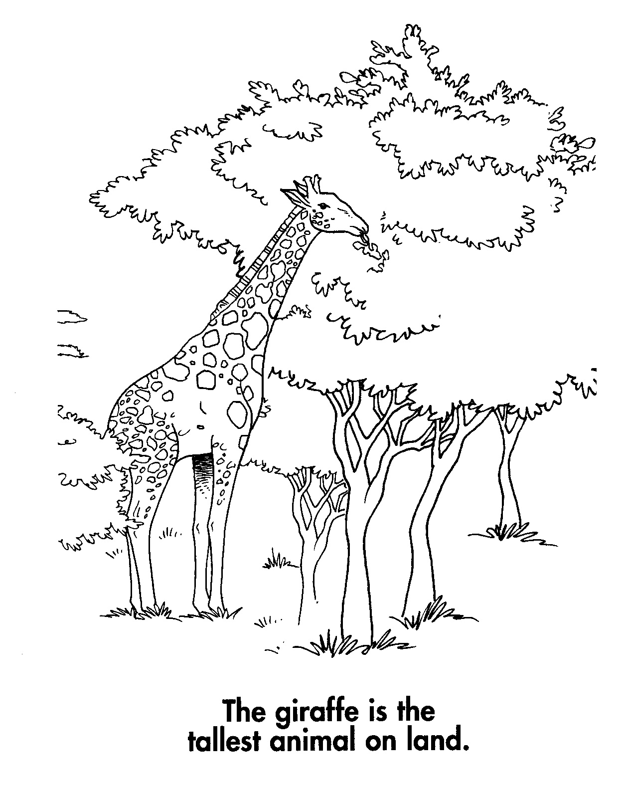 Free Printable Giraffe Coloring Pages For Kids 1250x1610 Free Printable Giraffe Coloring Pages For Kids