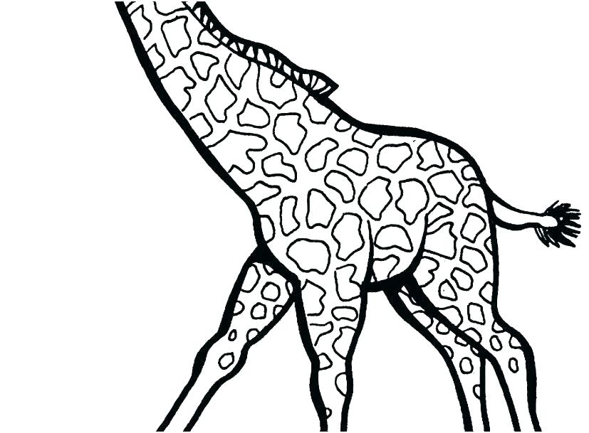 Giraffe Coloring Pages Pdf Giraffe Coloring Pages For Preschool 827x609 Giraffe Coloring Pages Pdf Giraffe Coloring Pages For Preschool