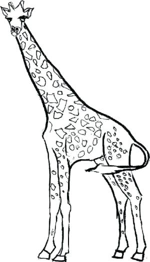 Printable Giraffe Coloring Pages Coloring Pages Flowers Free 300x522 Printable Giraffe Coloring Pages Coloring Pages Flowers Free