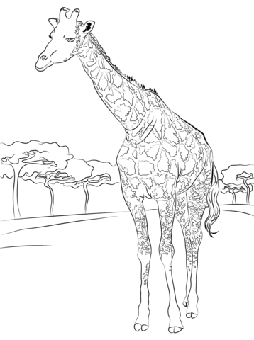 Printable Giraffe Pictures Giraffes Coloring Pages Free Coloring 358x480 Printable Giraffe Pictures Giraffes Coloring Pages Free Coloring