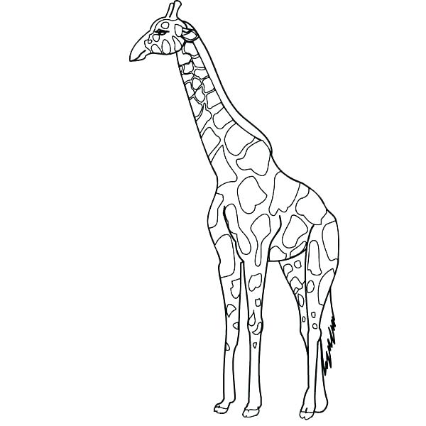 Baby Giraffe Coloring Pages Giraffe Pictures To Color Giraffe Baby 600x600 Baby Giraffe Coloring Pages Giraffe Pictures To Color Giraffe Baby