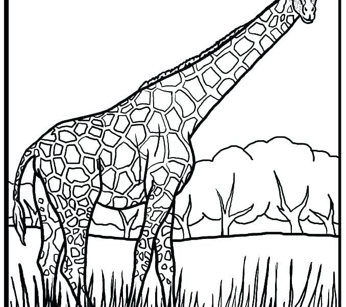 Coloring Page Giraffe Baby Giraffe Coloring Book Pages Giraffe 678x600 Coloring Page Giraffe Baby Giraffe Coloring Book Pages Giraffe
