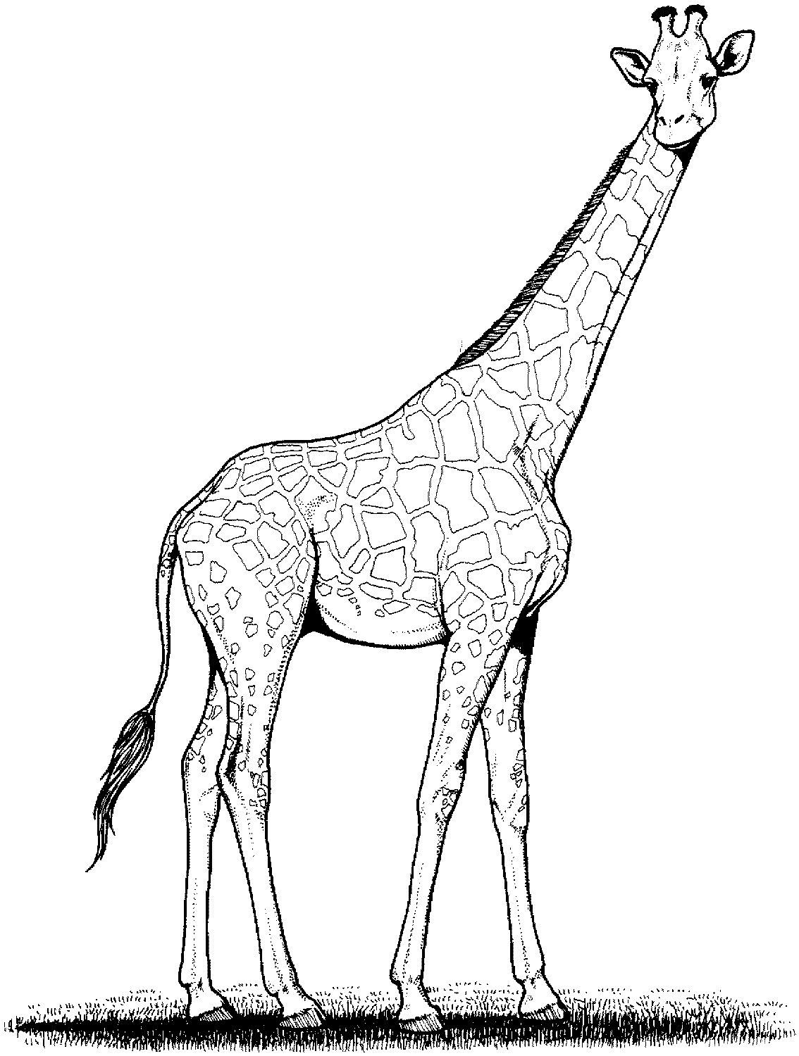 Free Printable Giraffe Coloring Pages For Kids 1134x1500 Free Printable Giraffe Coloring Pages For Kids