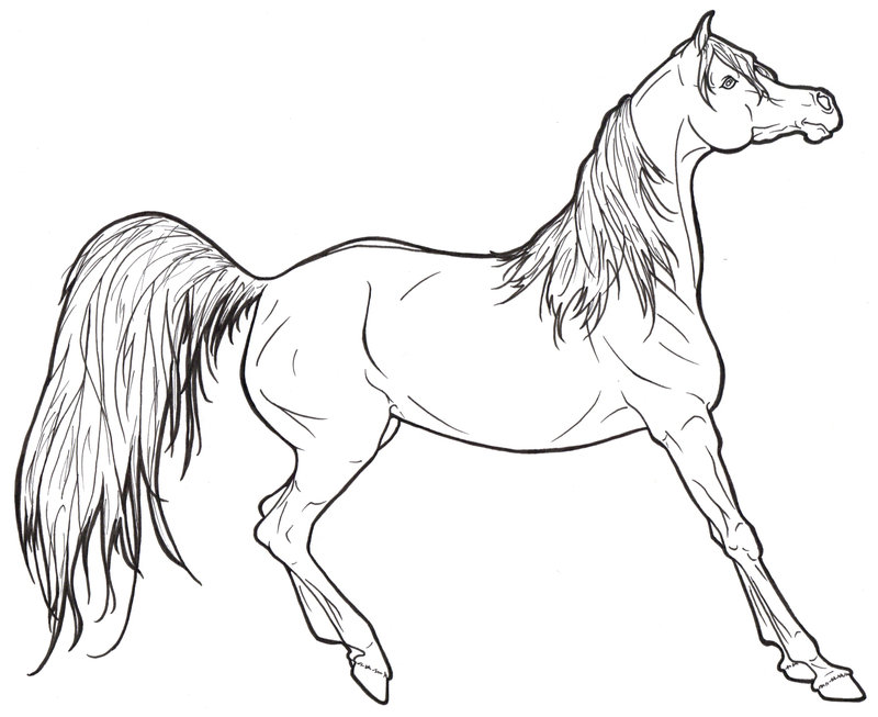 800x653 Realistic Horse Coloring Pages