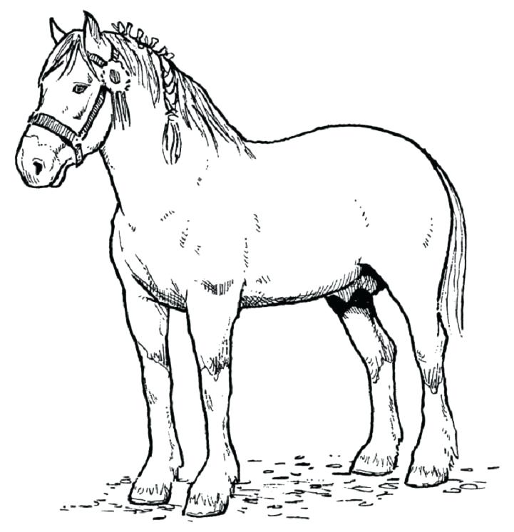 Printable Realistic Horse Coloring Pages Professional 721x747 Printable Realistic Horse Coloring Pages Professional