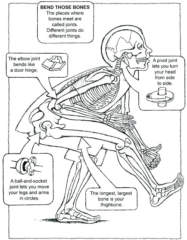 600x770 Coloring Pages And Coloring Books. Free Printable Human Anatomy