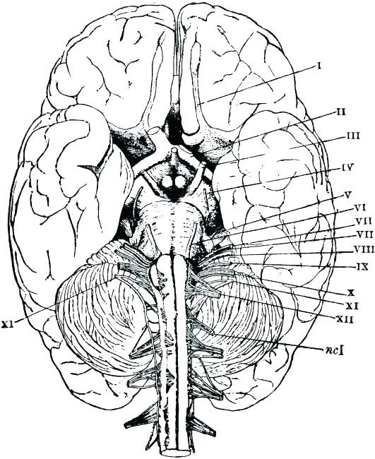 Free Printable Human Anatomy Coloring Pages at GetColorings.com | Free ...