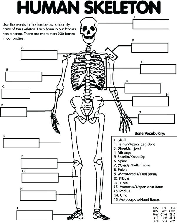 601x762 Skull Coloring Pages Anatomy Skull Coloring Pages Anatomy Skull