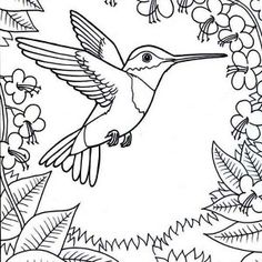 Free Printable Hummingbird Coloring Pages