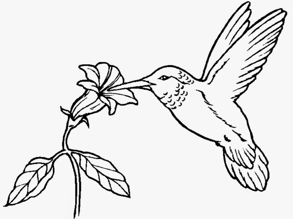 1152x864 Fresh Coloring Pages Of Hummingbirds Nice Design Gallery Beautiful