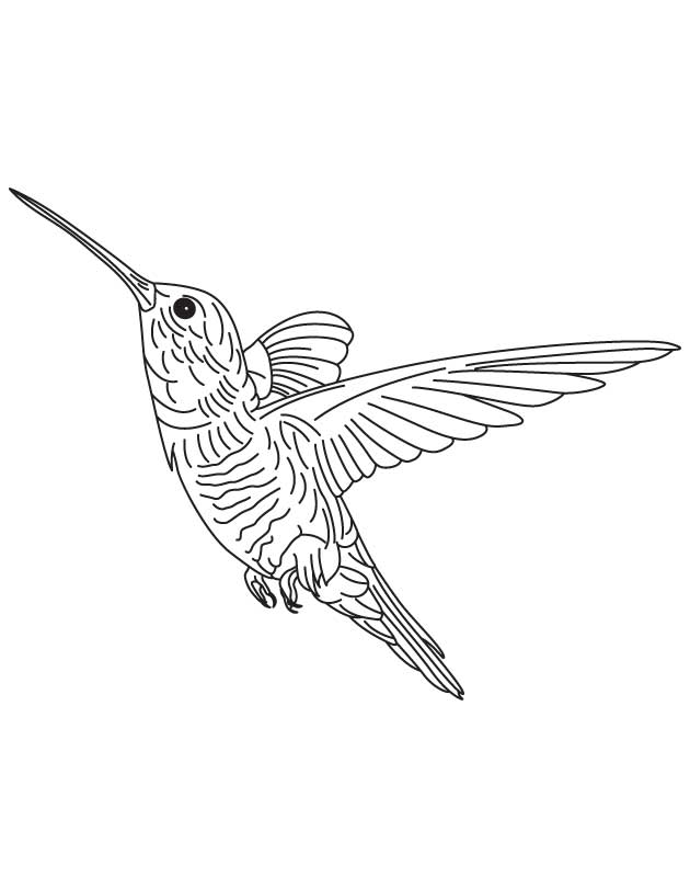 630x810 Hovering Hummingbird Coloring Page Download Free Hovering