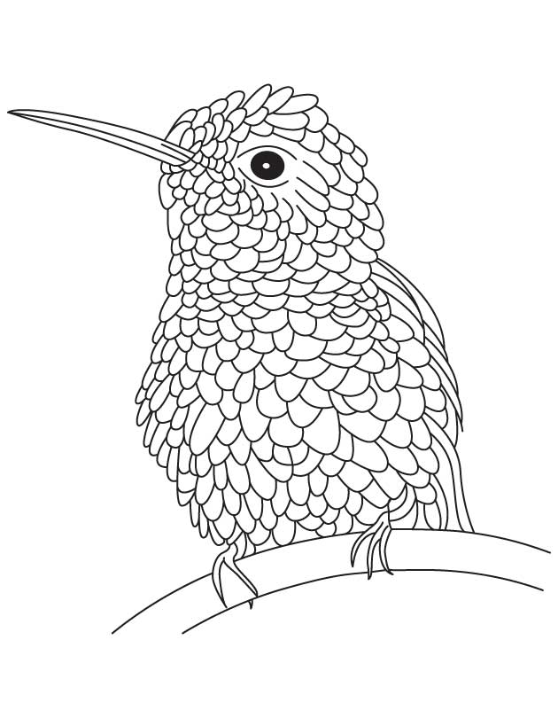 630x810 Humming Bird Coloring Page 433214