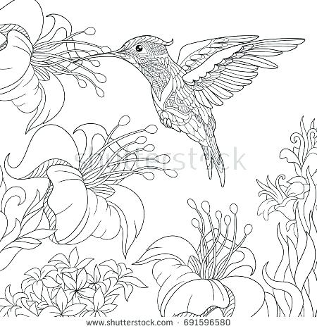 450x470 Hummingbird Coloring Pages Download And Relax With This Free