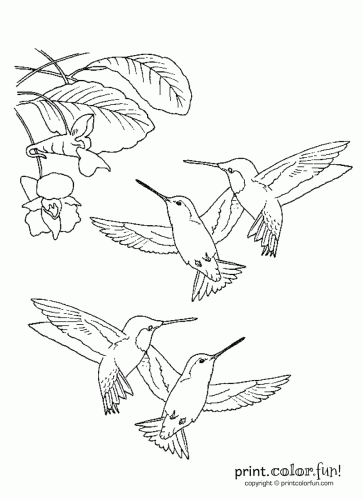 363x500 Hummingbirds Coloring Page