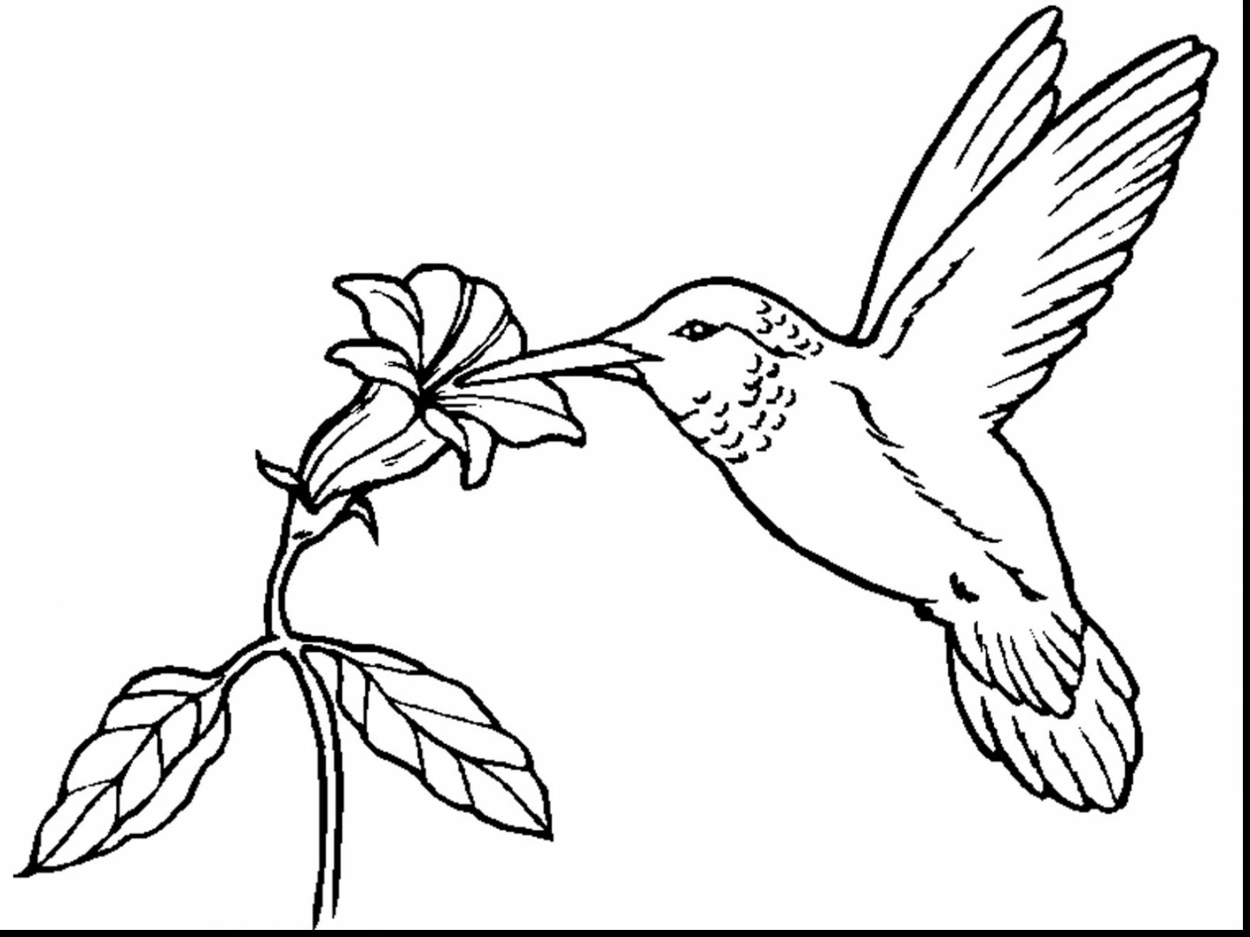 1760x1320 Nice Hummingbird Coloring Pictures Beautiful Page Printable