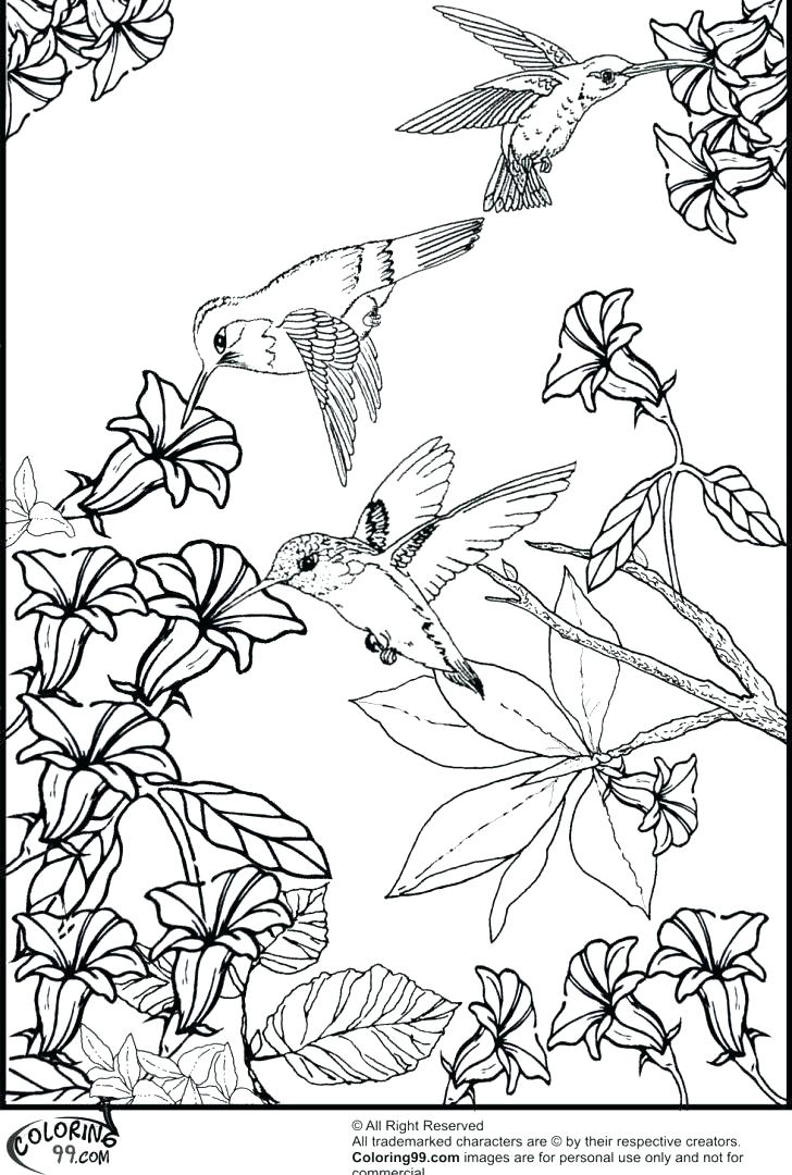 728x1080 Hummingbird Coloring Page