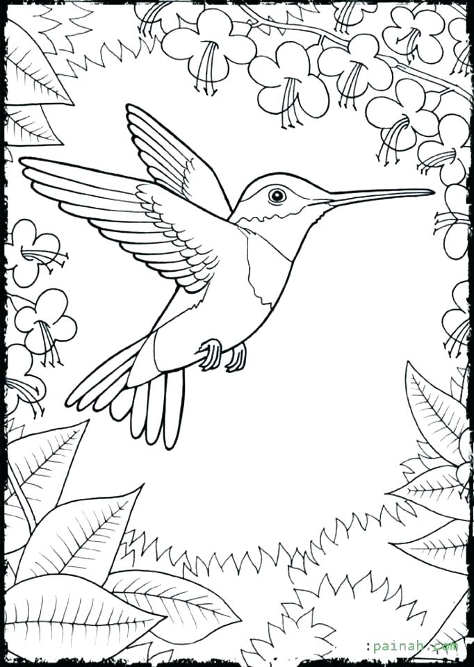 682x960 Hummingbird Coloring Page Murs