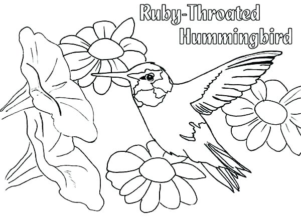 600x445 Coloring Pages Of Hummingbirds Hummingbird Coloring Page Free