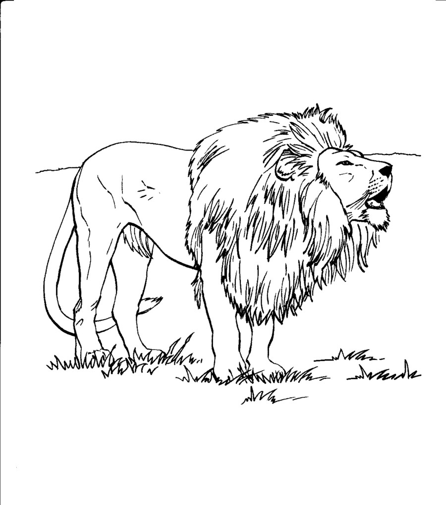 Free Printable Lion Coloring Pages For Kids Coloring Pages Lions 900x1020 Free Printable Lion Coloring Pages For Kids Coloring Pages Lions